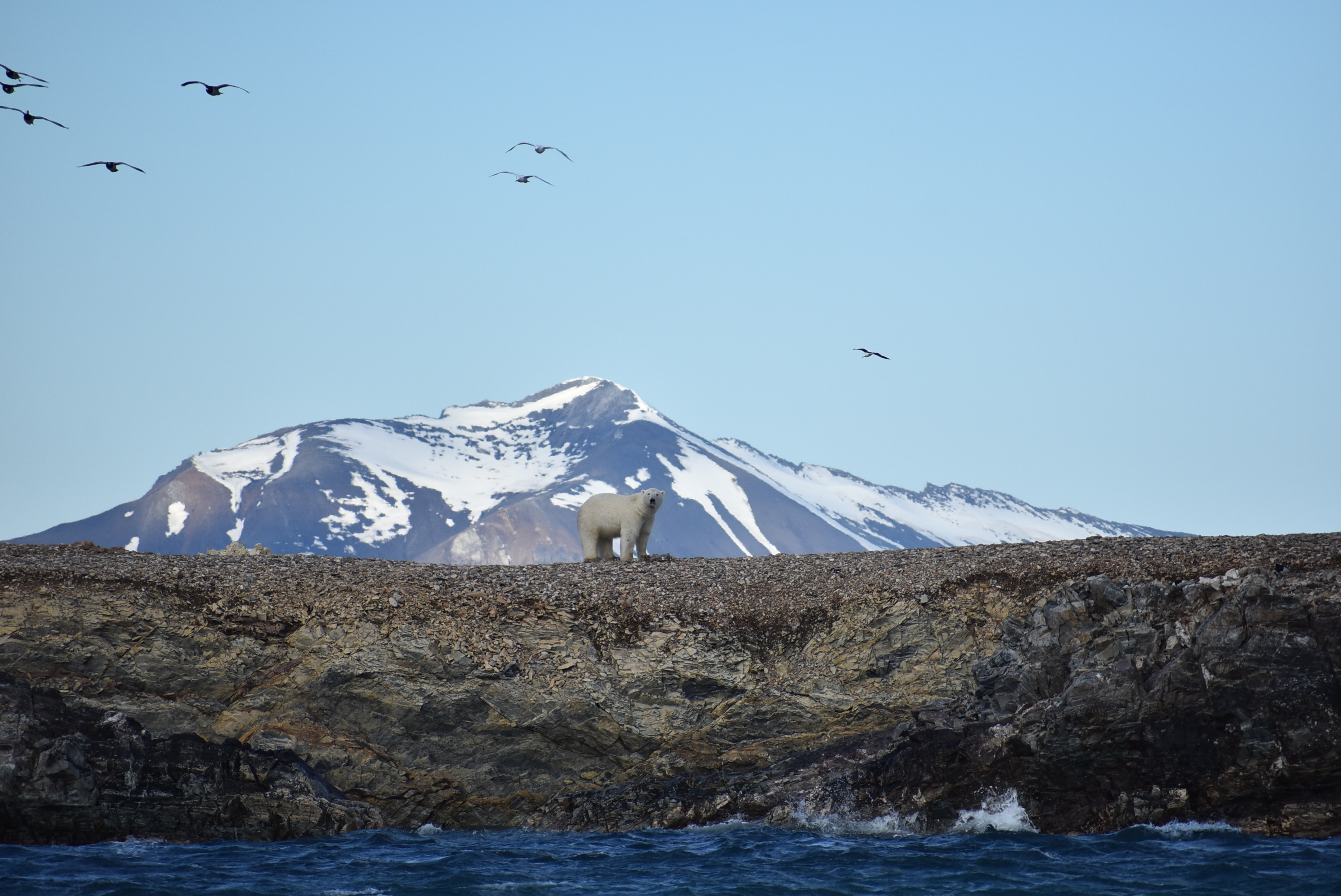 Arctic. Polar Bear 